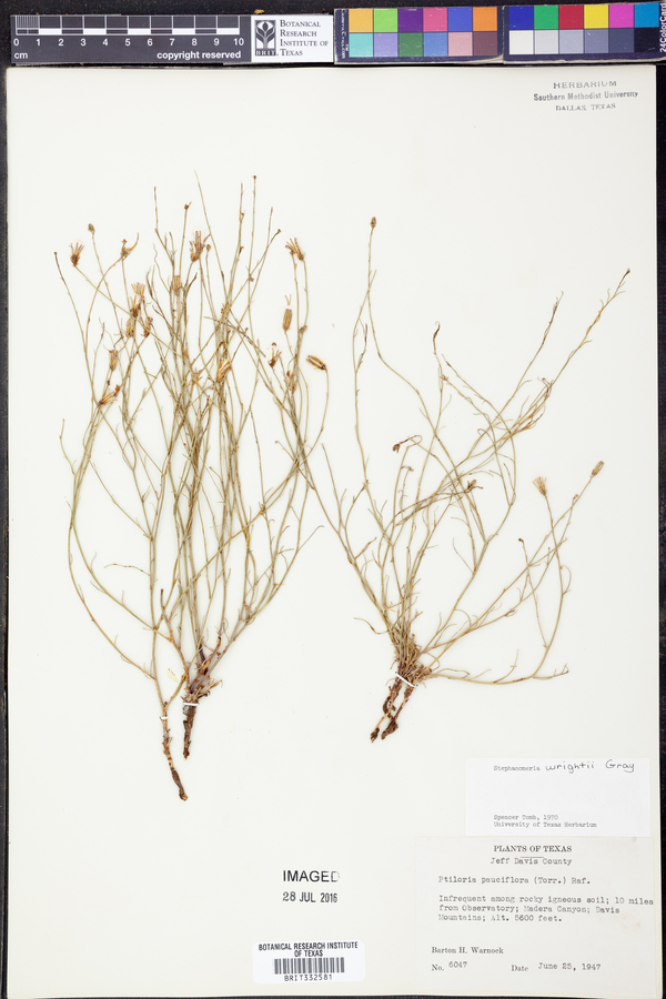 Stephanomeria wrightii image