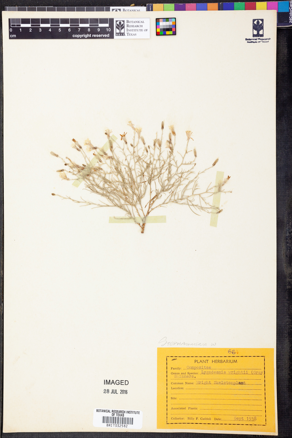 Stephanomeria wrightii image