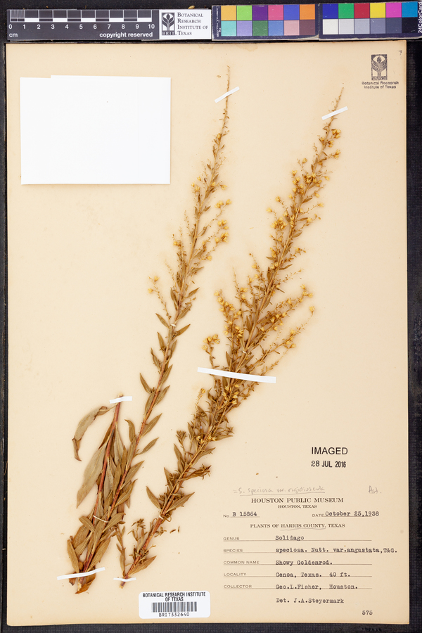 Solidago rigidiuscula image