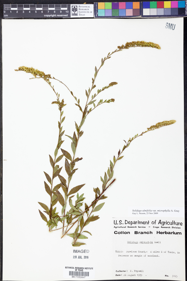 Solidago ulmifolia var. microphylla image