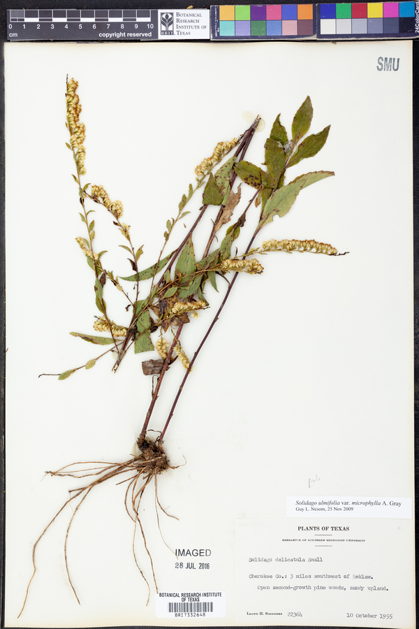 Solidago ulmifolia var. microphylla image