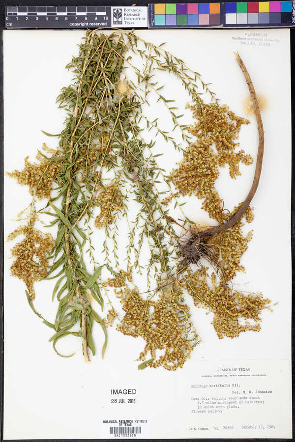 Solidago tortifolia image
