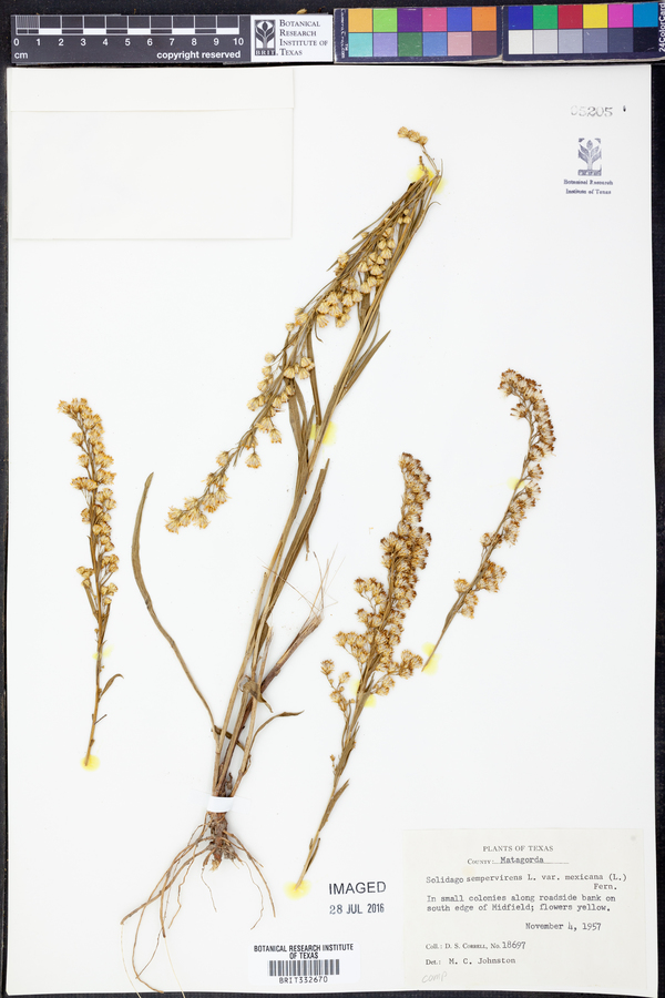 Solidago sempervirens var. mexicana image