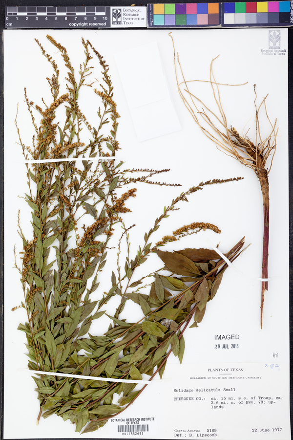 Solidago delicatula image