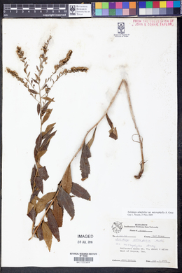 Solidago ulmifolia var. microphylla image