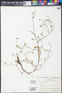 Symphyotrichum divaricatum image