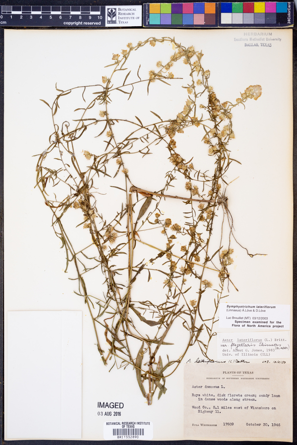 Symphyotrichum lateriflorum image