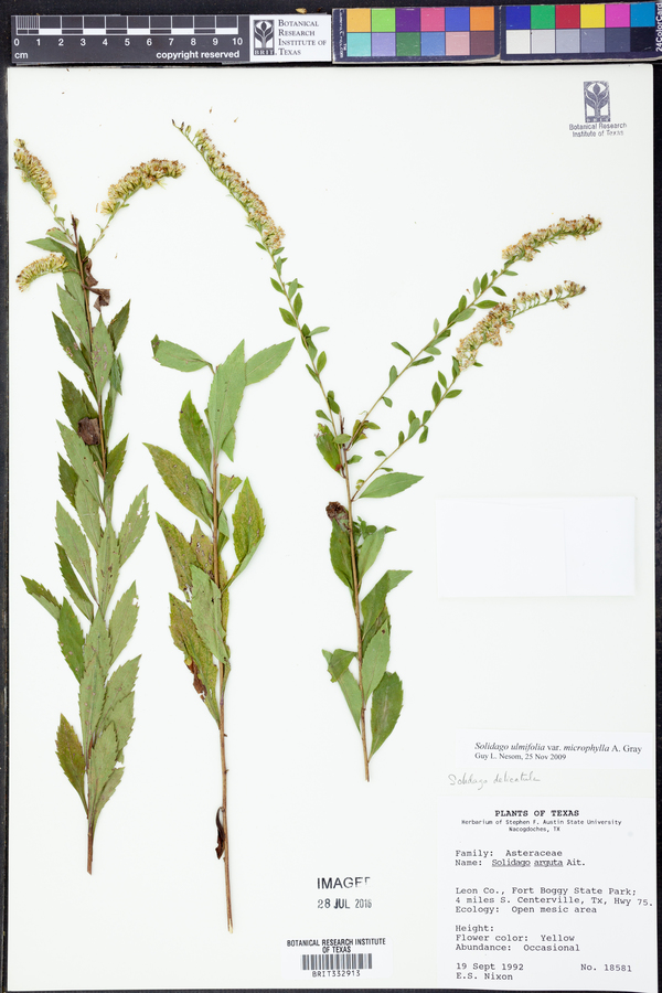 Solidago ulmifolia var. microphylla image