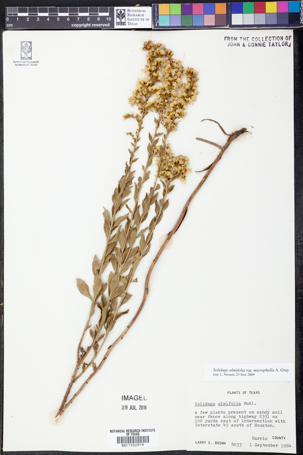 Solidago ulmifolia image