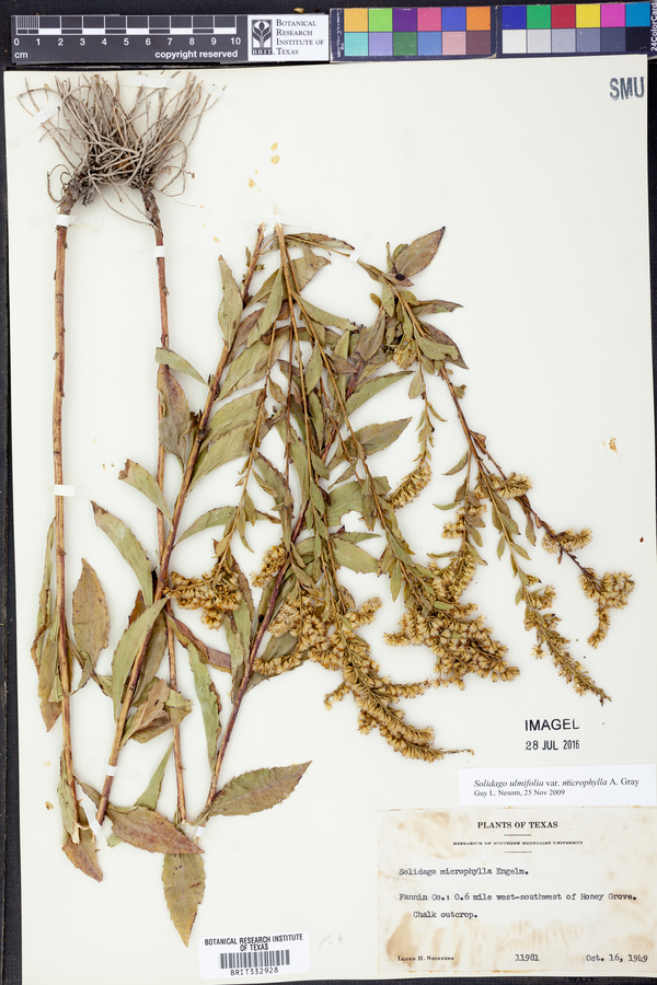 Solidago ulmifolia var. microphylla image