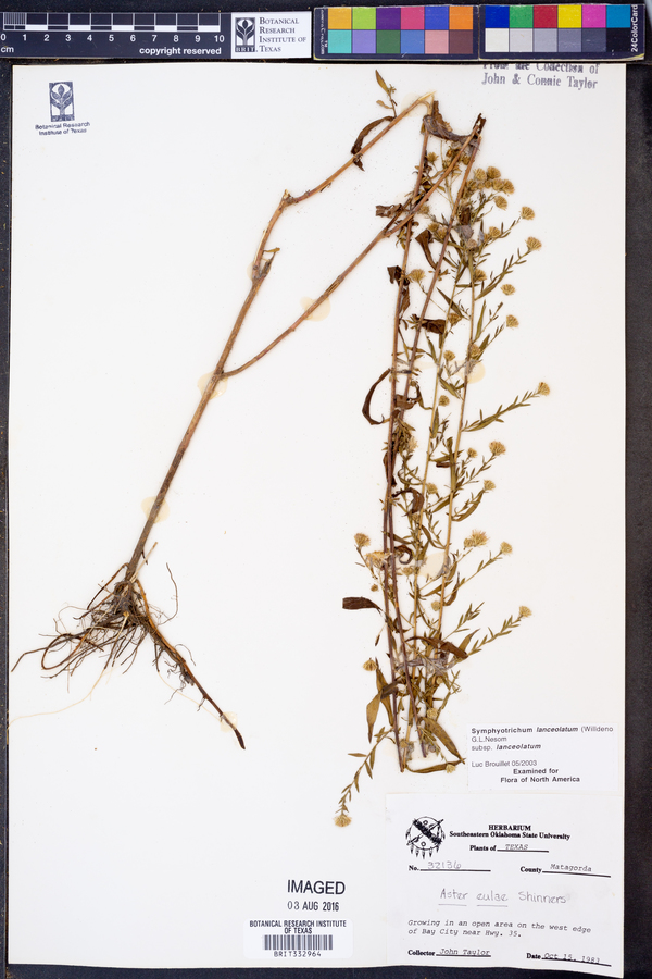 Symphyotrichum lanceolatum var. lanceolatum image