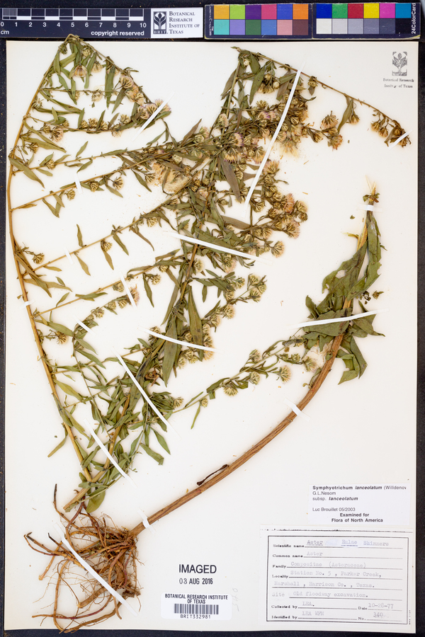 Symphyotrichum lanceolatum var. lanceolatum image
