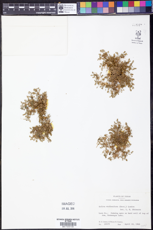 Soliva stolonifera image