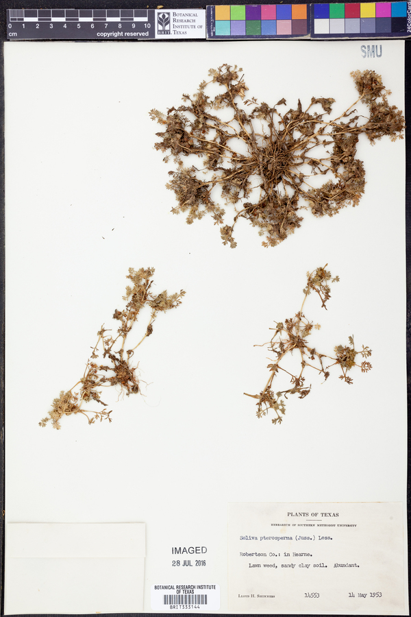 Soliva sessilis image