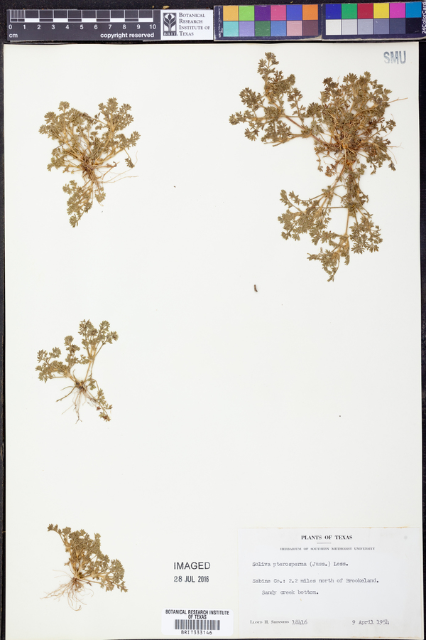 Soliva sessilis image