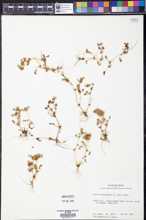 Soliva sessilis image