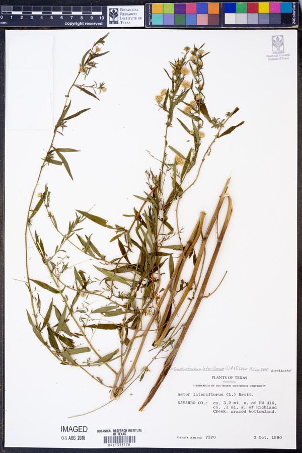 Symphyotrichum lateriflorum image