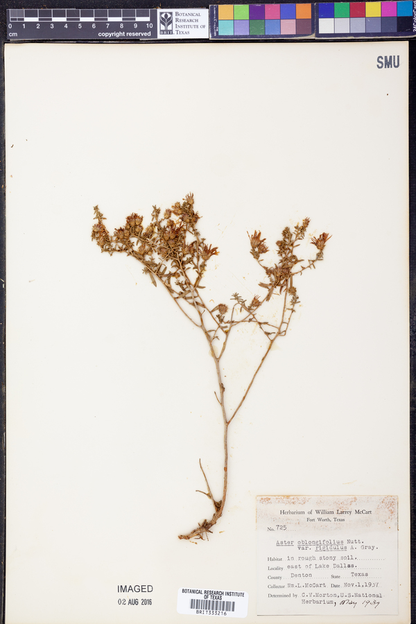 Symphyotrichum oblongifolium image