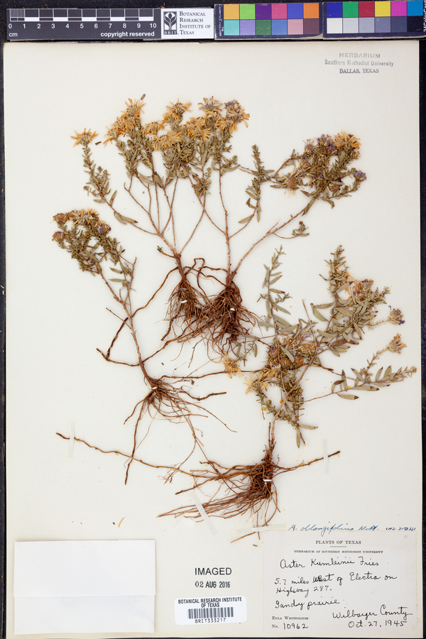 Symphyotrichum oblongifolium image