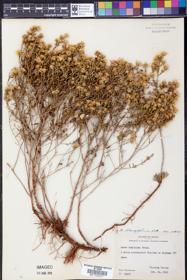 Symphyotrichum oblongifolium image