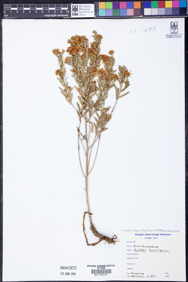 Symphyotrichum oblongifolium image