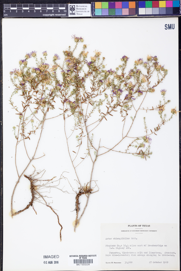 Symphyotrichum oblongifolium image