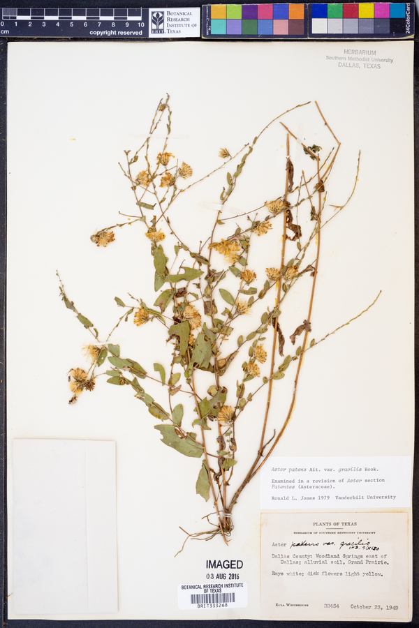 Aster gracilis image