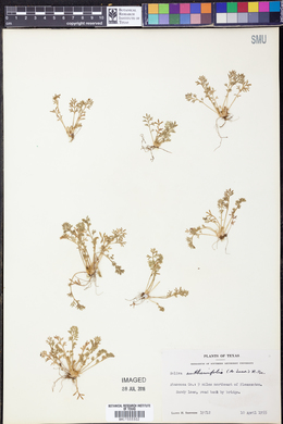 Soliva anthemifolia image