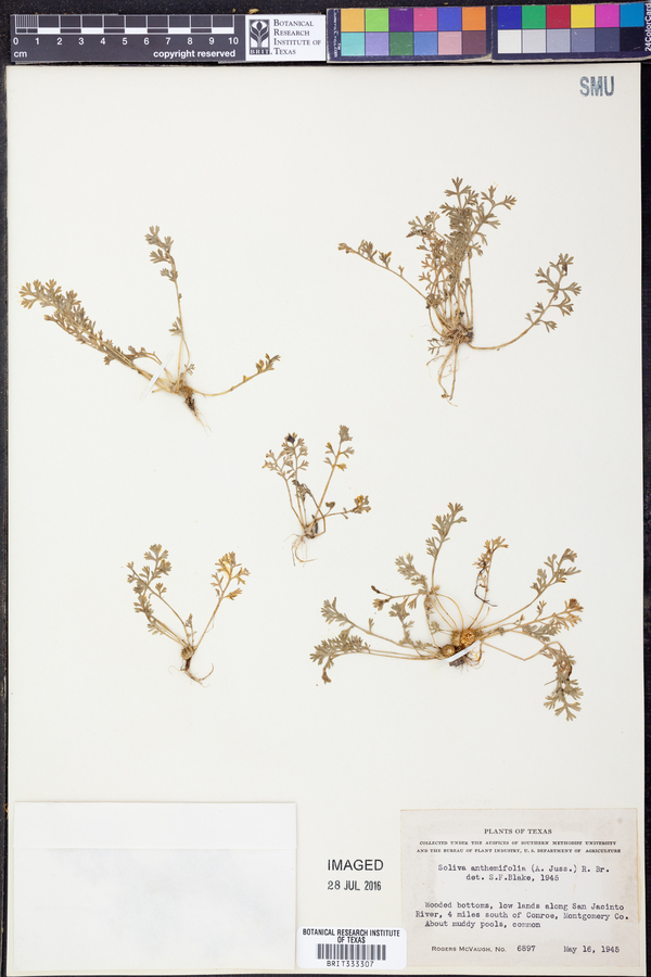 Soliva anthemifolia image