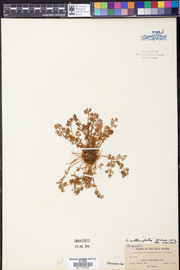 Soliva anthemifolia image