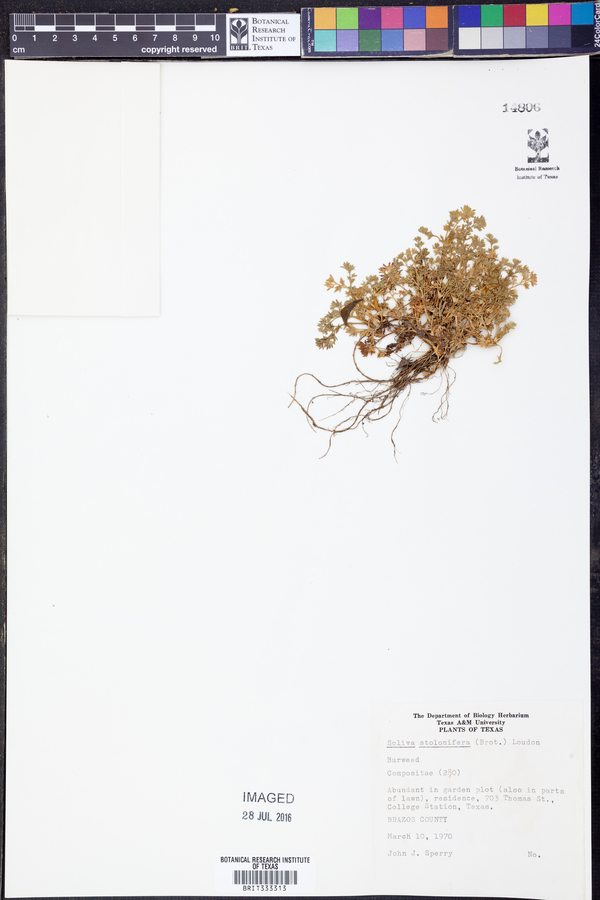 Soliva stolonifera image