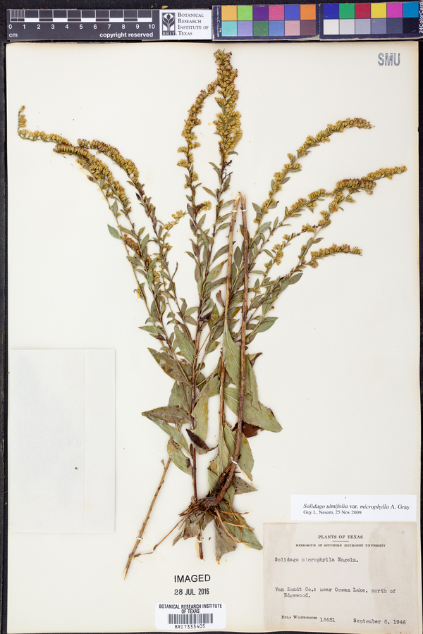 Solidago ulmifolia var. microphylla image