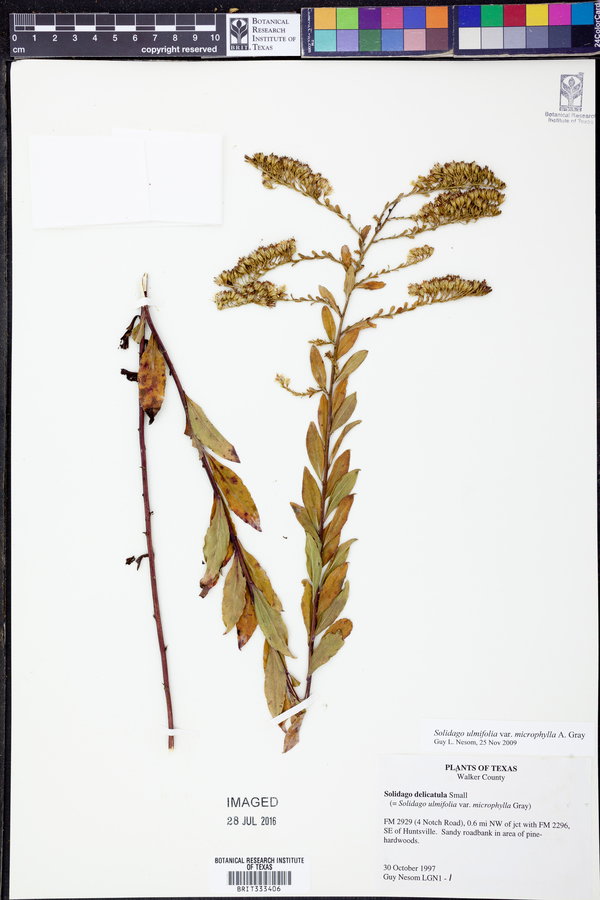 Solidago ulmifolia var. microphylla image