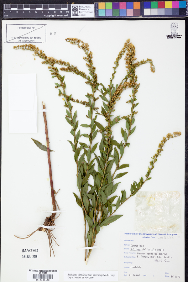 Solidago ulmifolia var. microphylla image