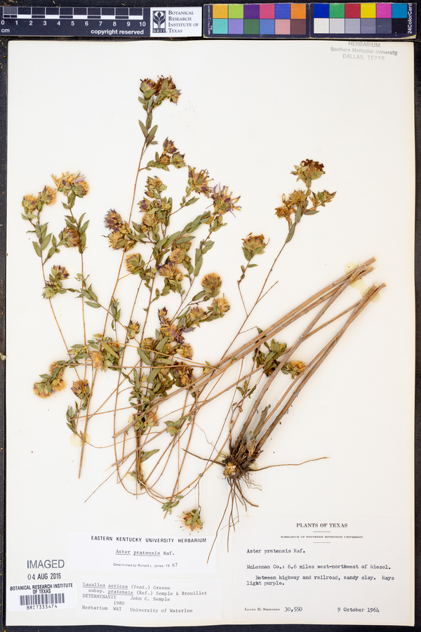 Aster pratensis image