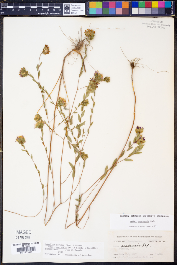 Aster pratensis image