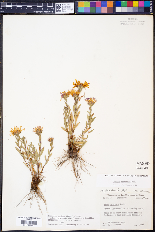 Aster pratensis image