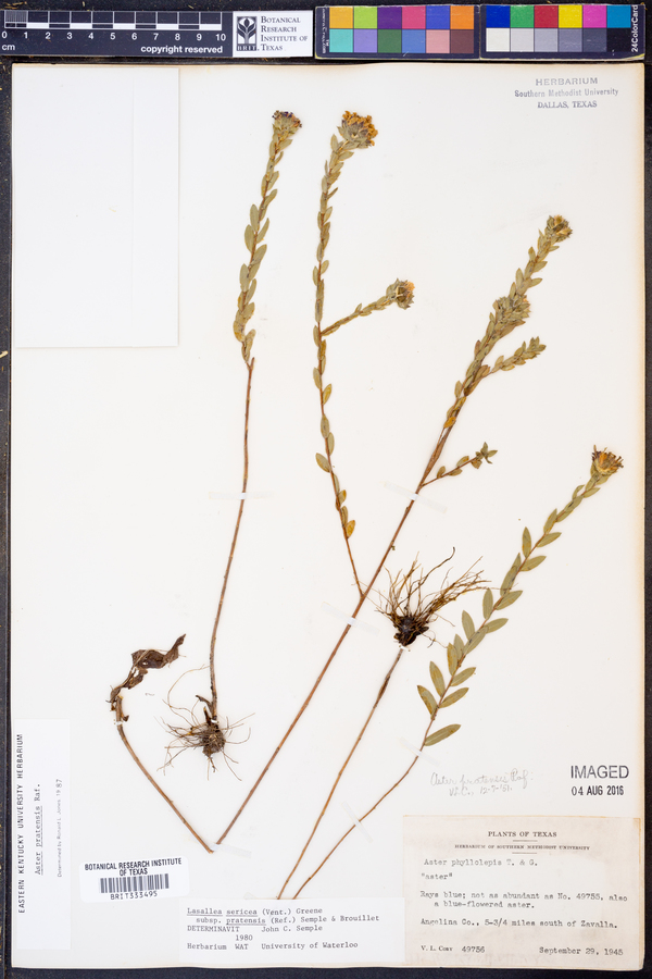 Aster pratensis image