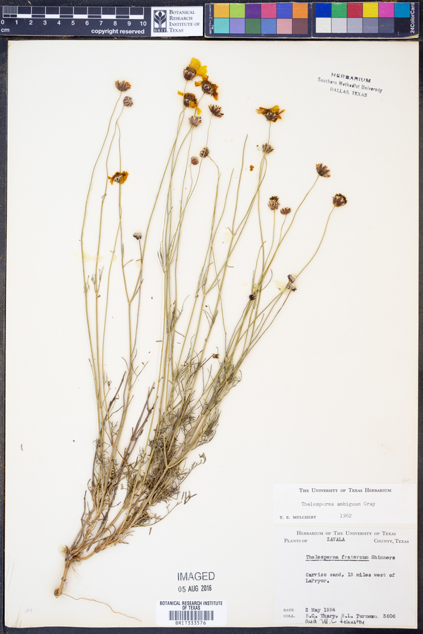 Thelesperma ambiguum image