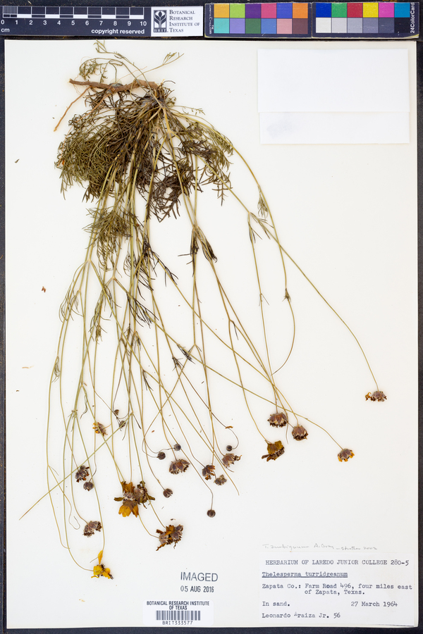 Thelesperma ambiguum image