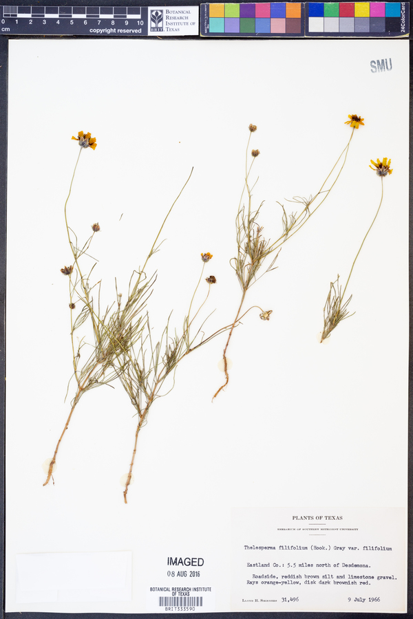 Thelesperma filifolium image