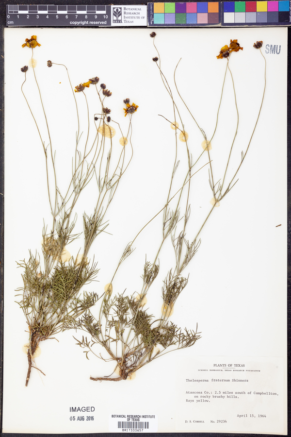 Thelesperma ambiguum image