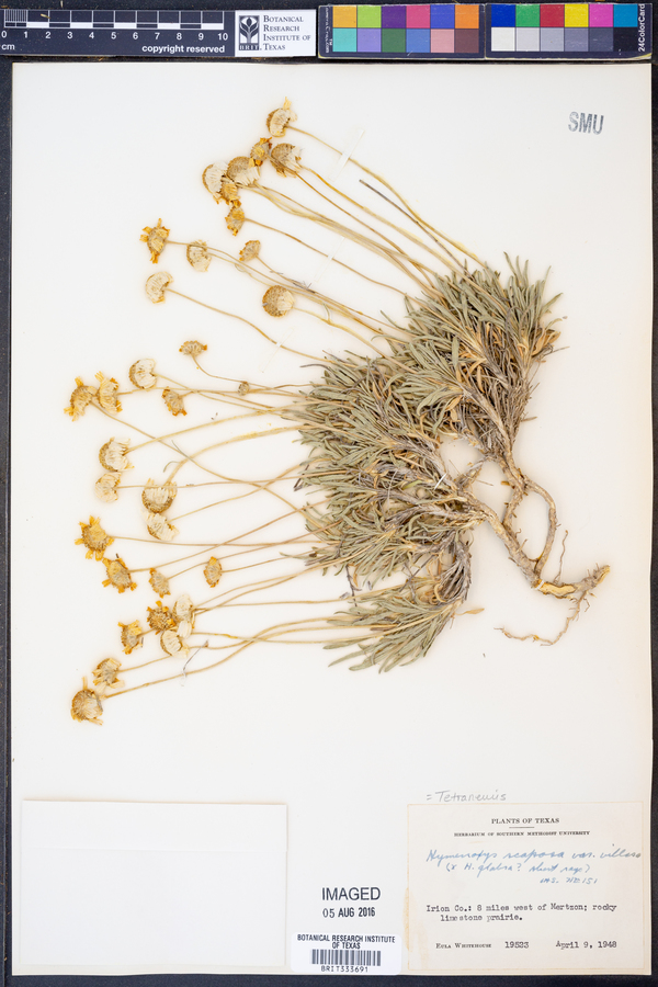 Tetraneuris scaposa var. villosa image