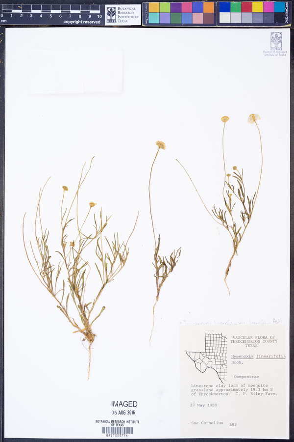 Tetraneuris linearifolia var. linearifolia image