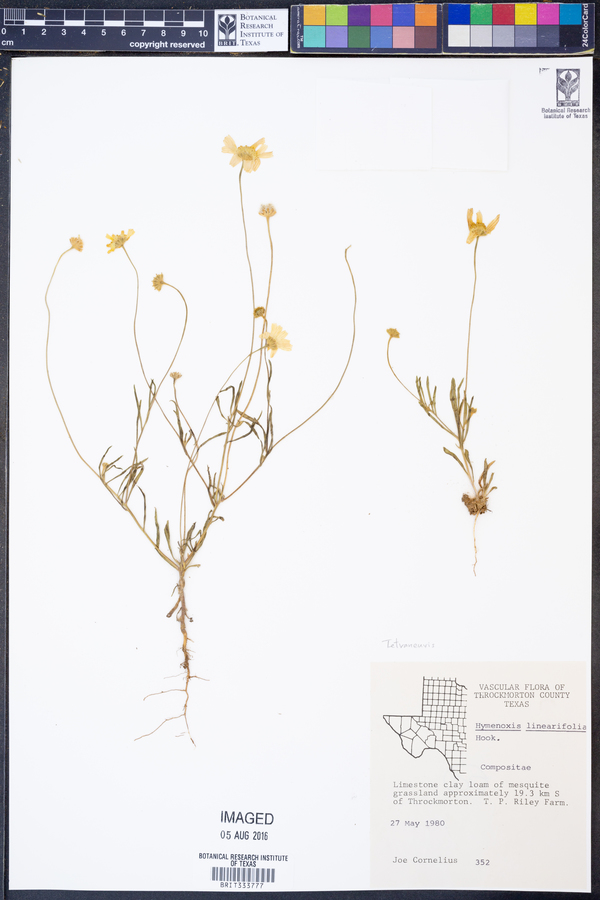 Tetraneuris linearifolia image