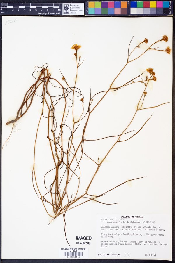 Aster tenuifolius image