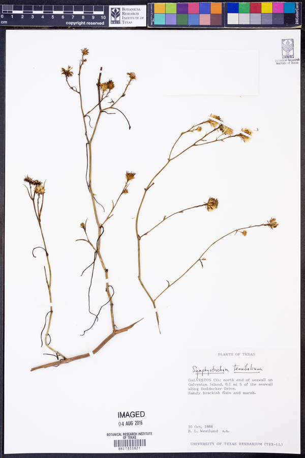 Symphyotrichum tenuifolium image