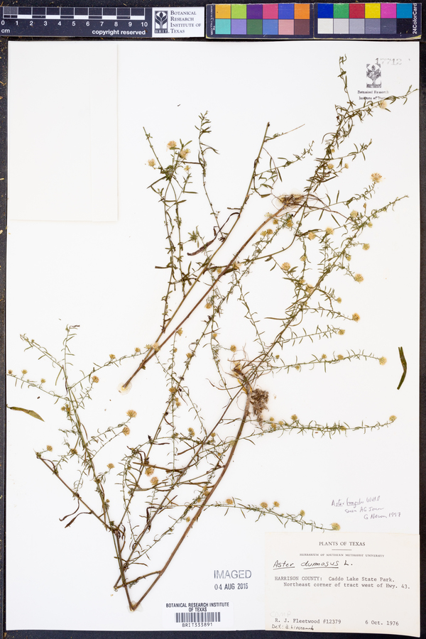 Aster fragilis image