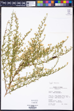 Image of Symphyotrichum racemosum