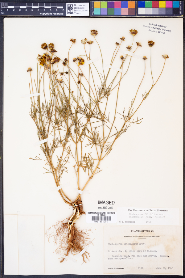 Thelesperma filifolium image